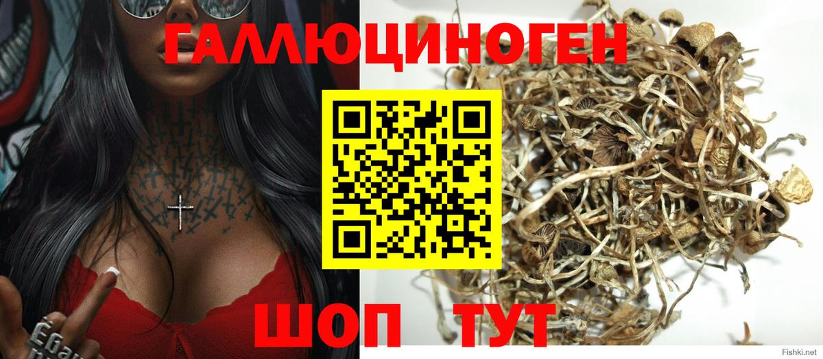 Псилоцибиновые грибы мицелий  Псилоцибиновые грибы мицелий  Благодарный  Вход с VPN 
